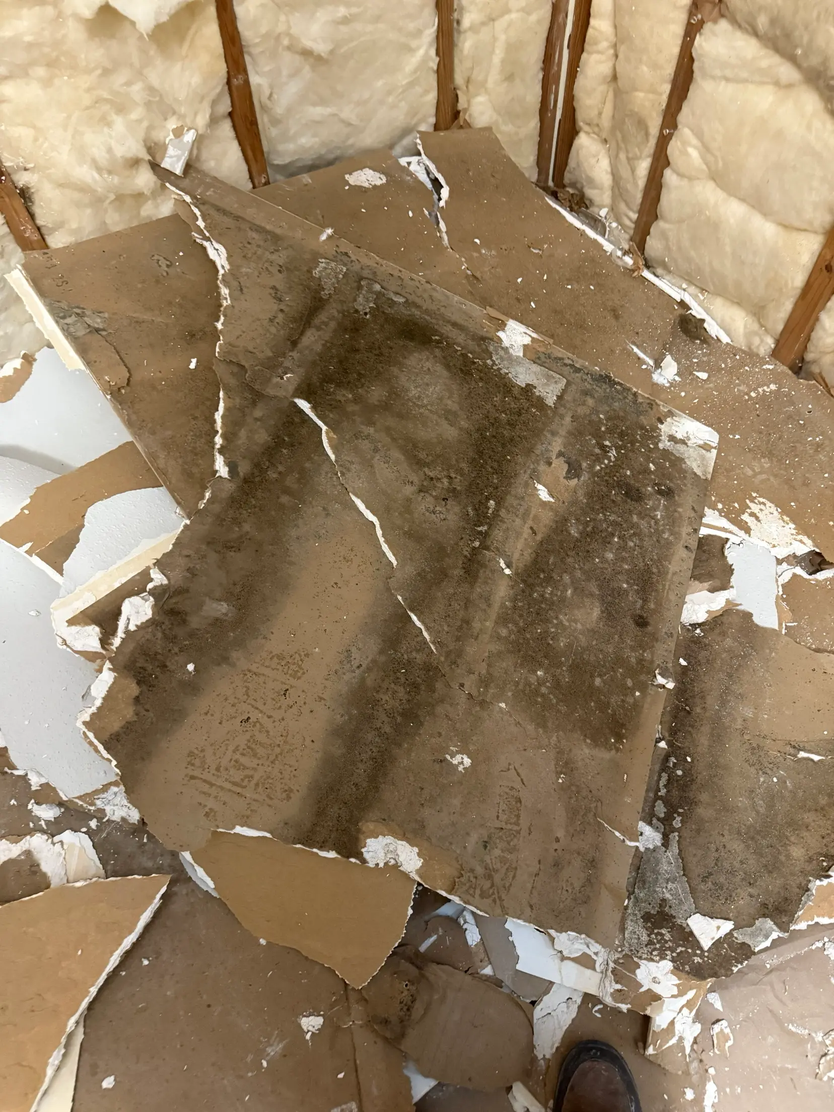 Sheets of drywall removed from a wall and laid on the floor, the back faces covered in heavy dark mold staining, with exposed insulation and framing behind.